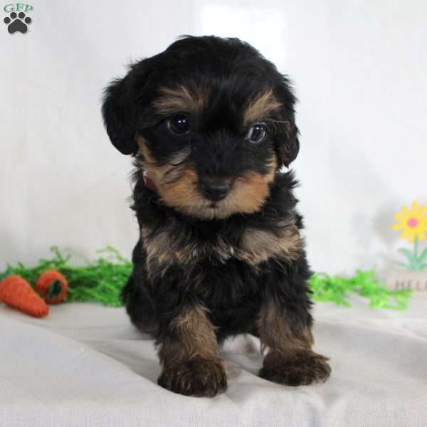 Audrey, Yorkie Poo Puppy